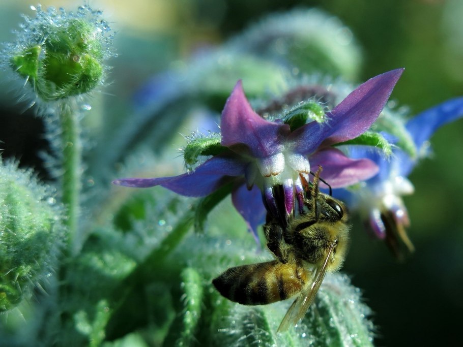 Огуречная трава, огуречник