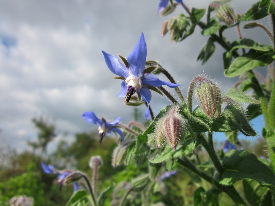 Borago officinalis