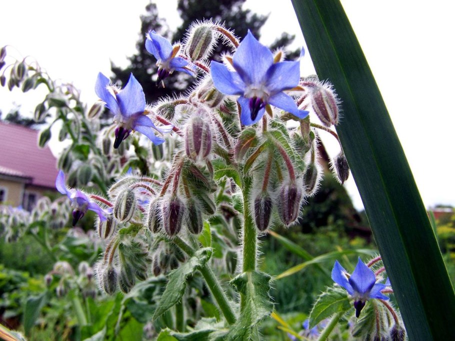 Огуречная трава (Borago officinalis), или бурачник, огуречник
