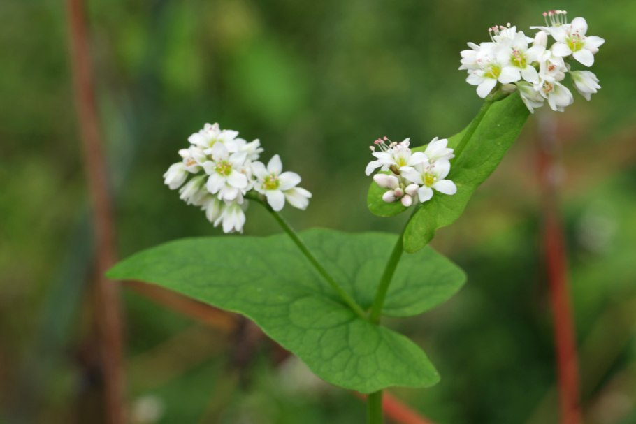 Fagopyrum tataricum гречиха Татарская