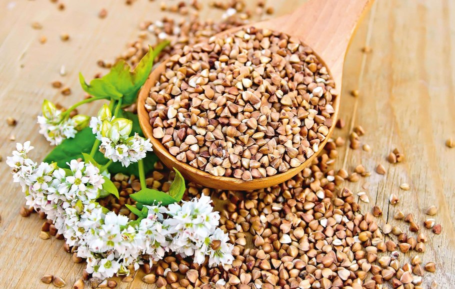 Гречневая крупа растение