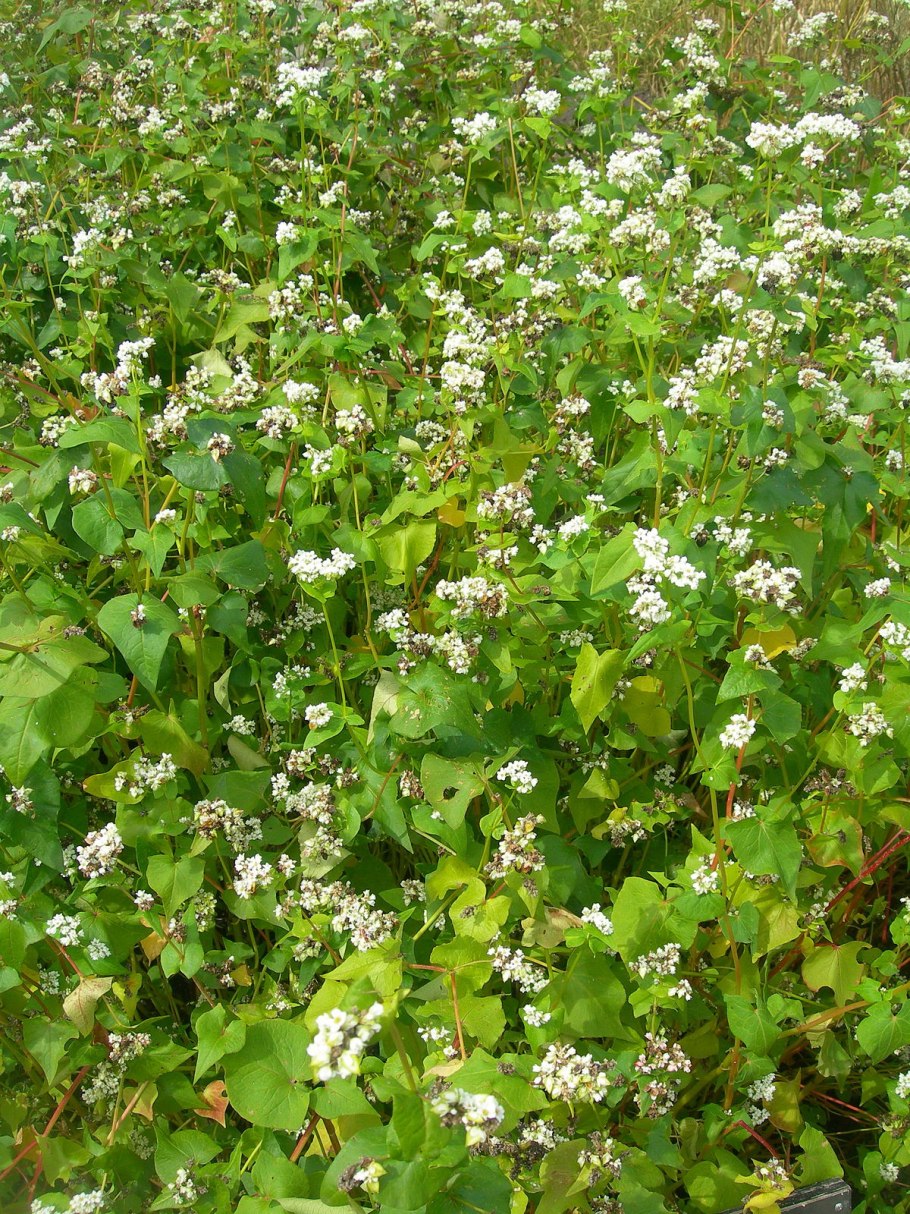 Гречиха съедобная