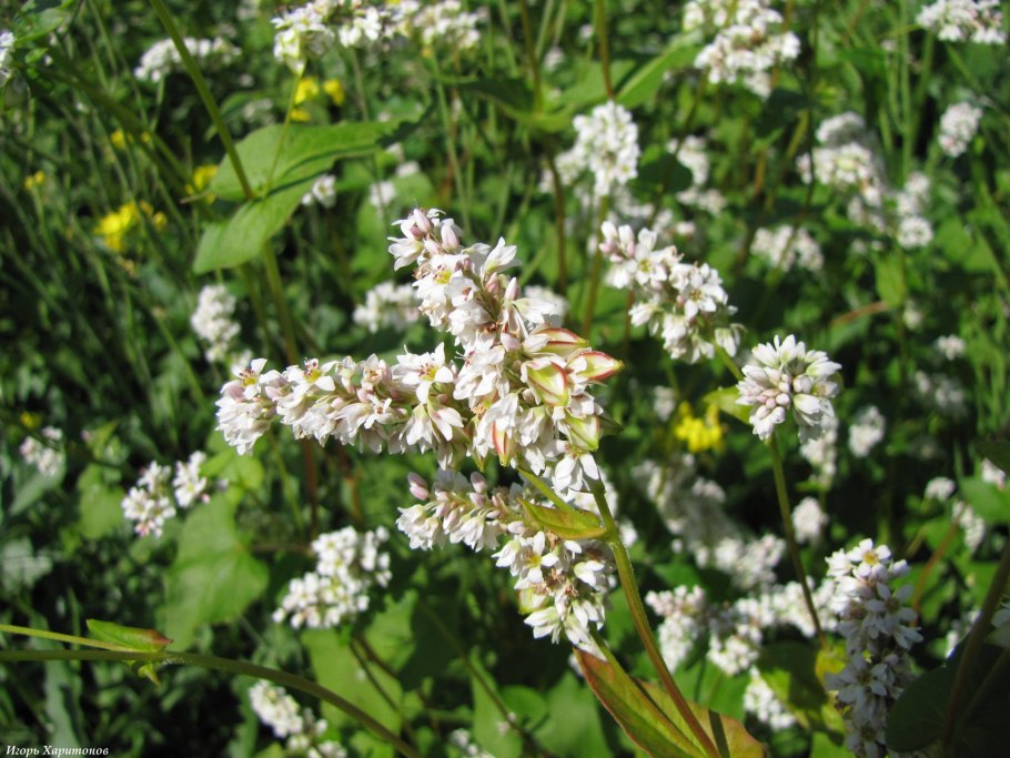 Гречиха Сумчанка медонос