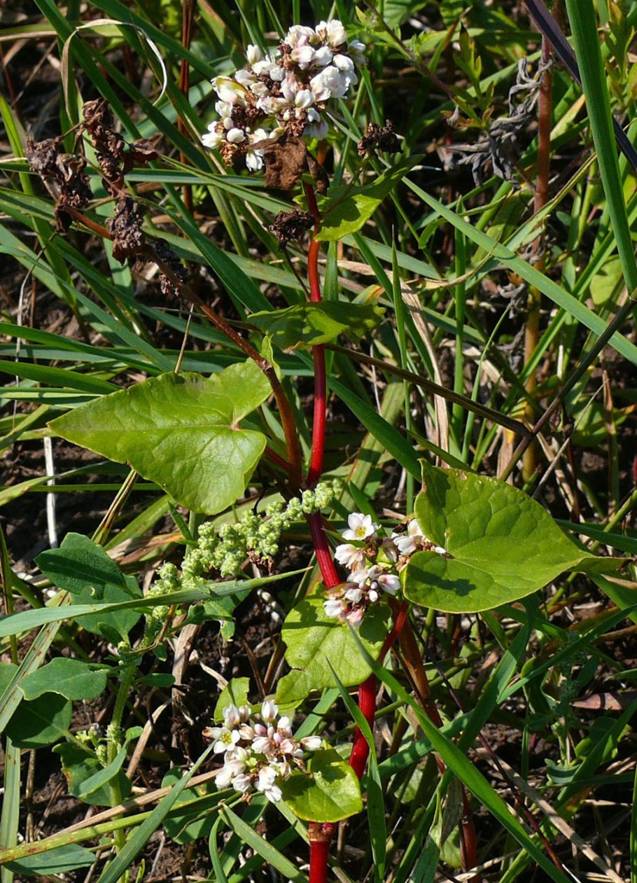 Гречишные (гречиха)