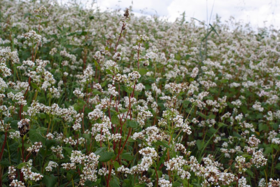 Гречиха цветет