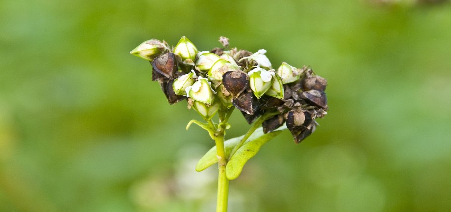 Гречиха посевная плод
