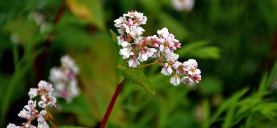 Зеленоцветковая гречиха