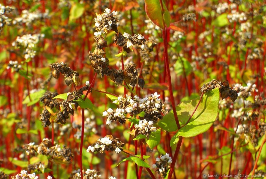 Гречиха красностебельная