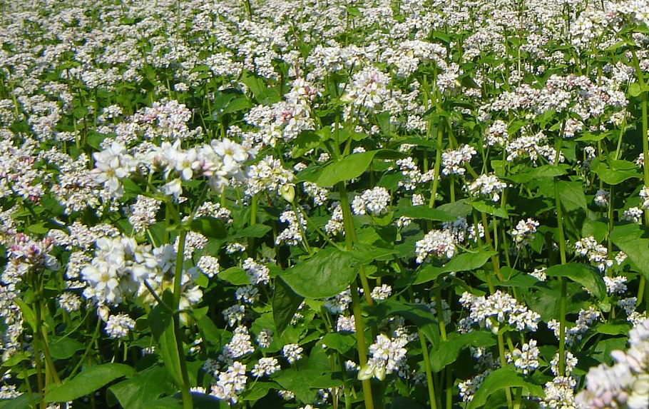 Гречиха Деметра