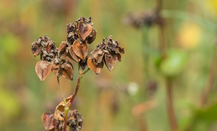 Гречиха посевная
