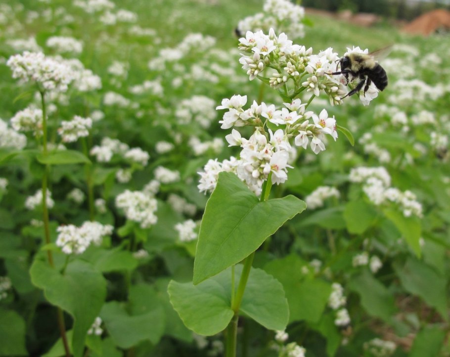 Гречиха посевная (Fagopyrum esculentum)