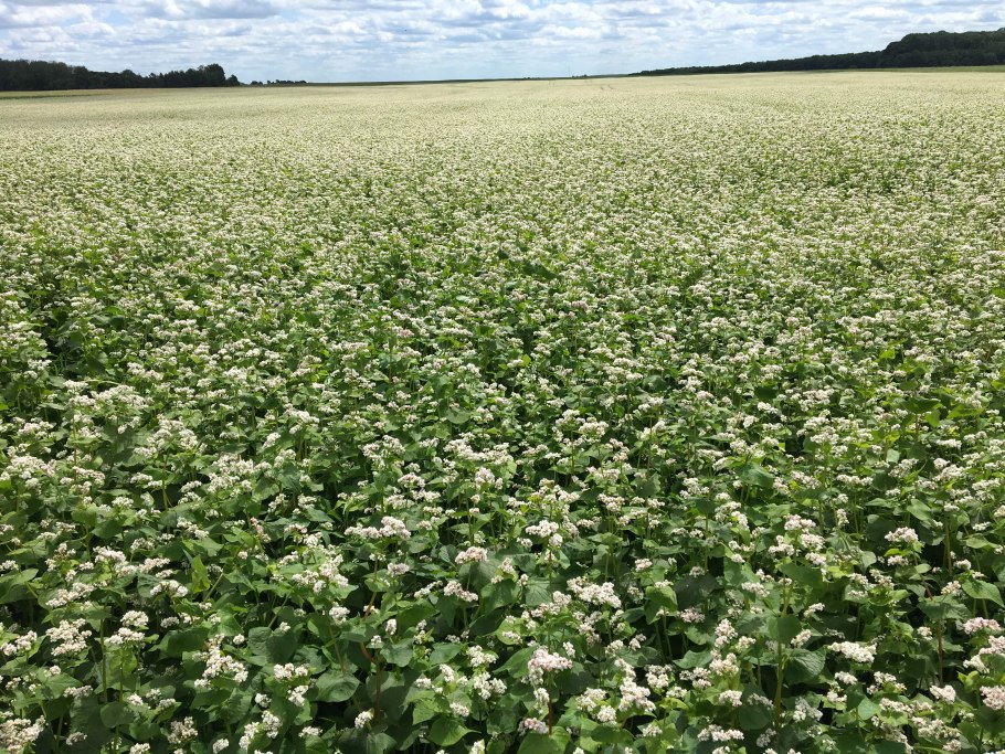 Гречиха посевная крупа