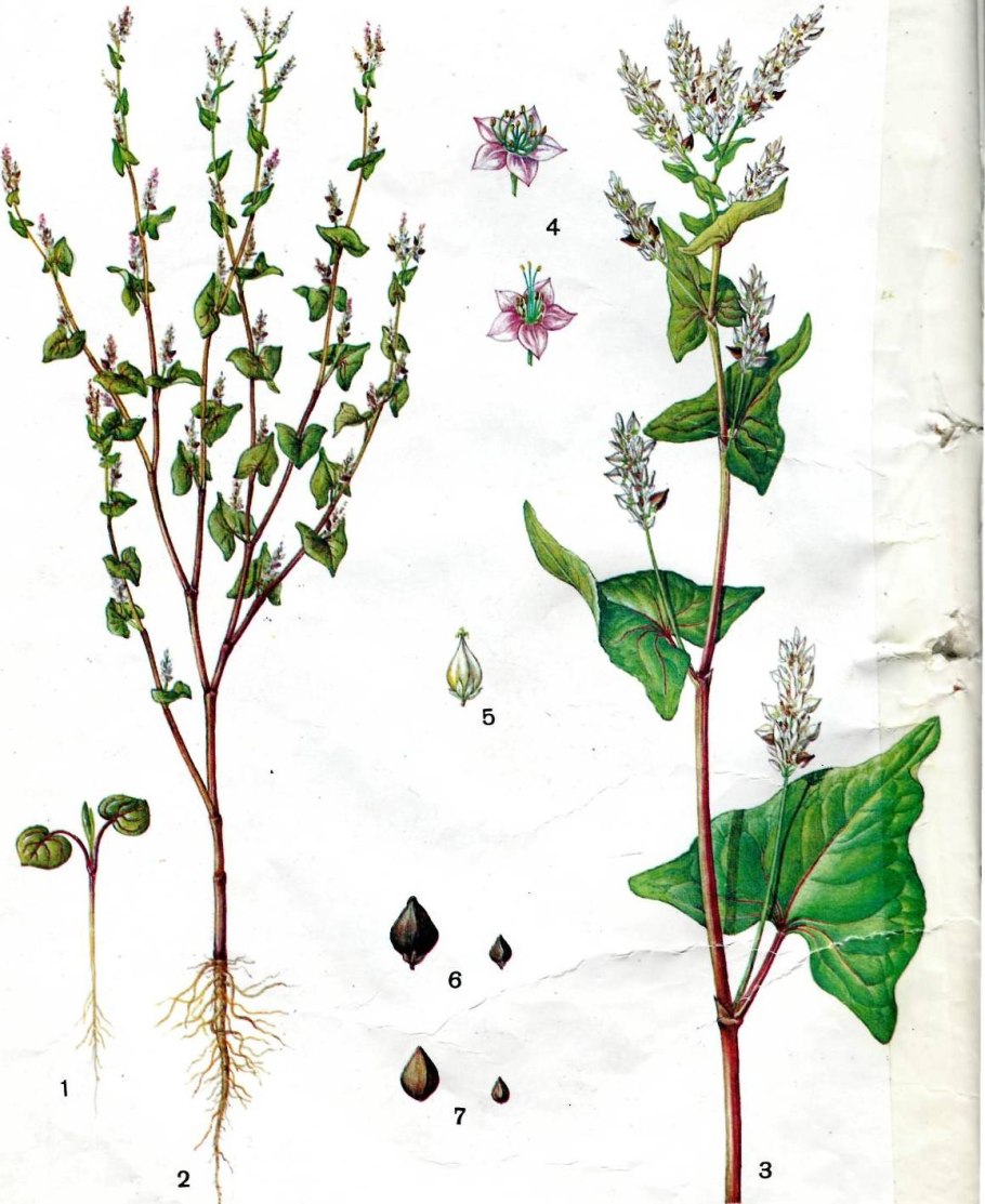 Гречиха посевная