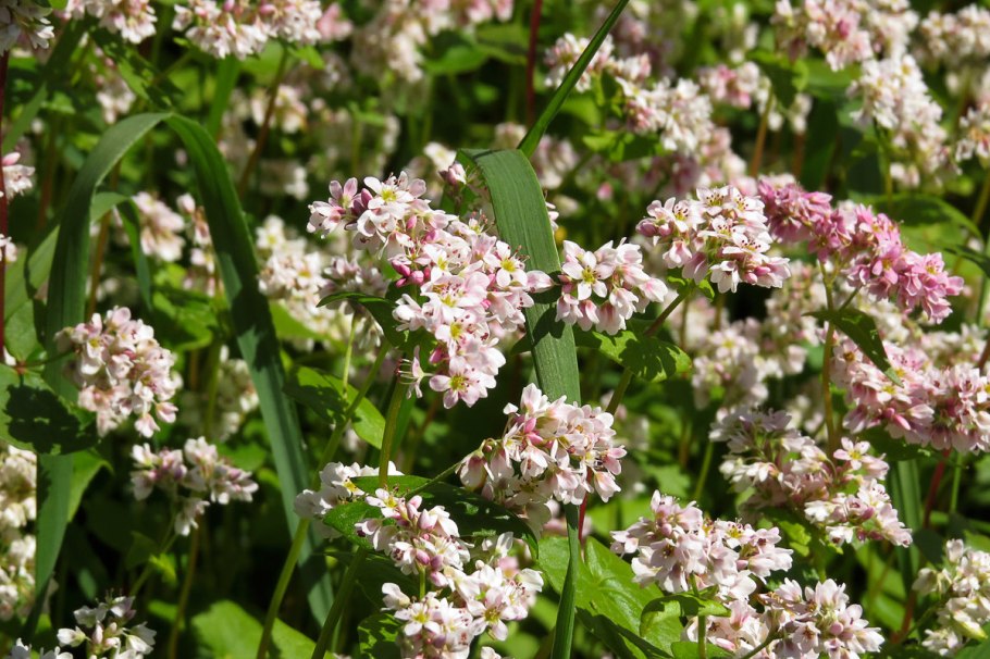 Гречиха посевная