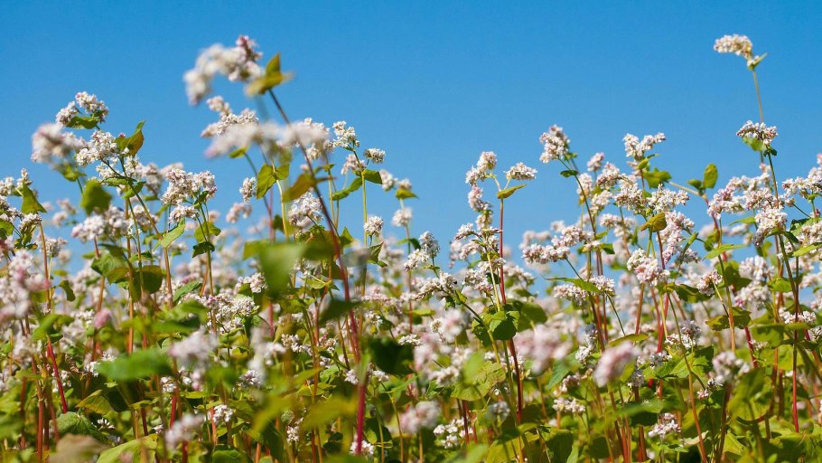 Гречиха Татарская