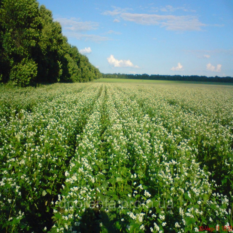 Гречиха посевная созревшая