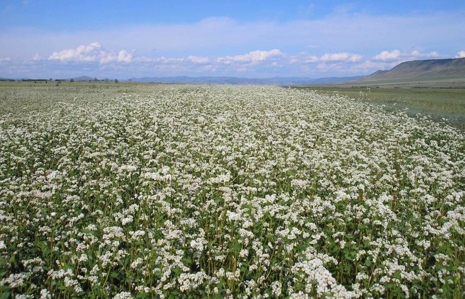 Цветущая гречиха поля Алтая