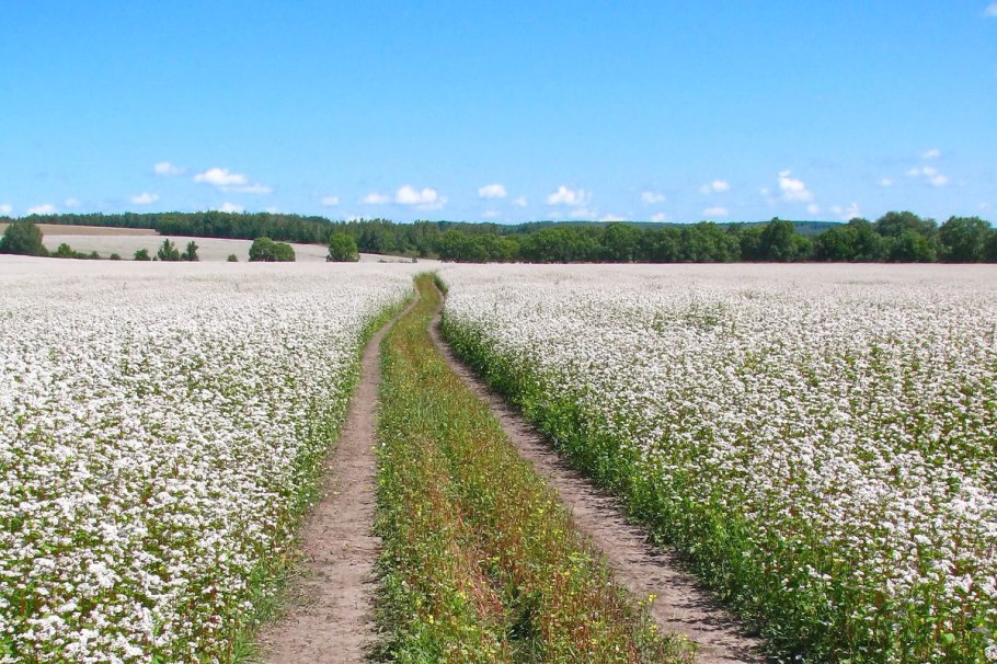 Цветущая гречиха поля Алтая