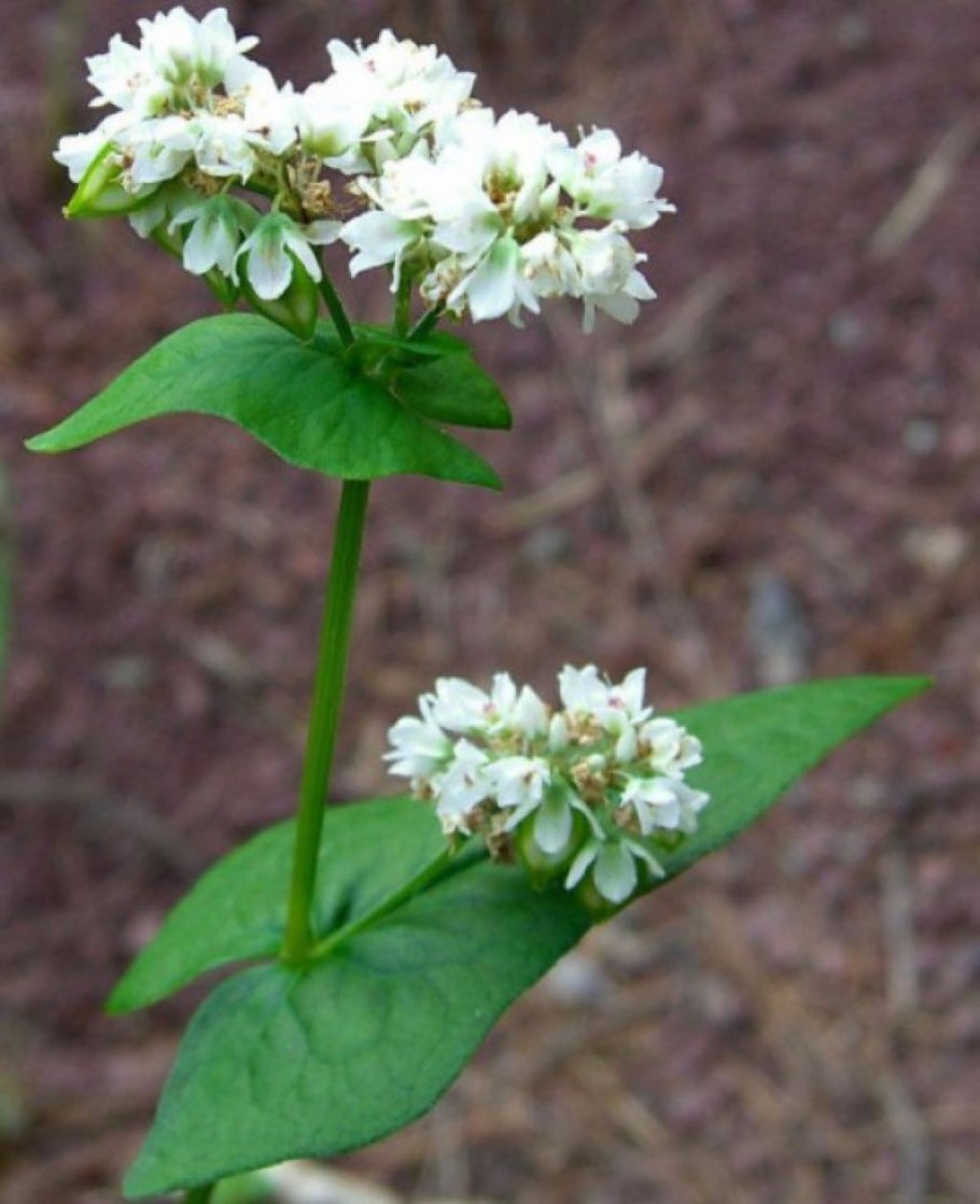 Гречиха посевная – Fagopýrum esculéntum