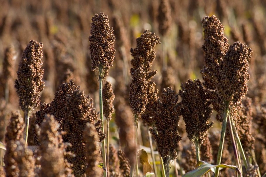 Колосок гречки