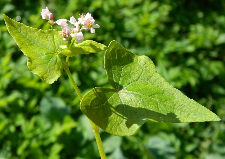 Гречиха посевная – Fagopýrum esculéntum