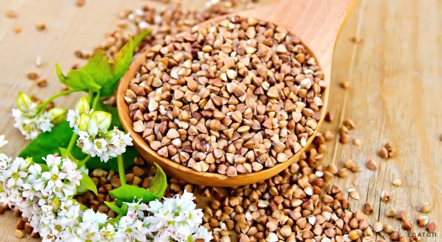 Гречневая крупа растение