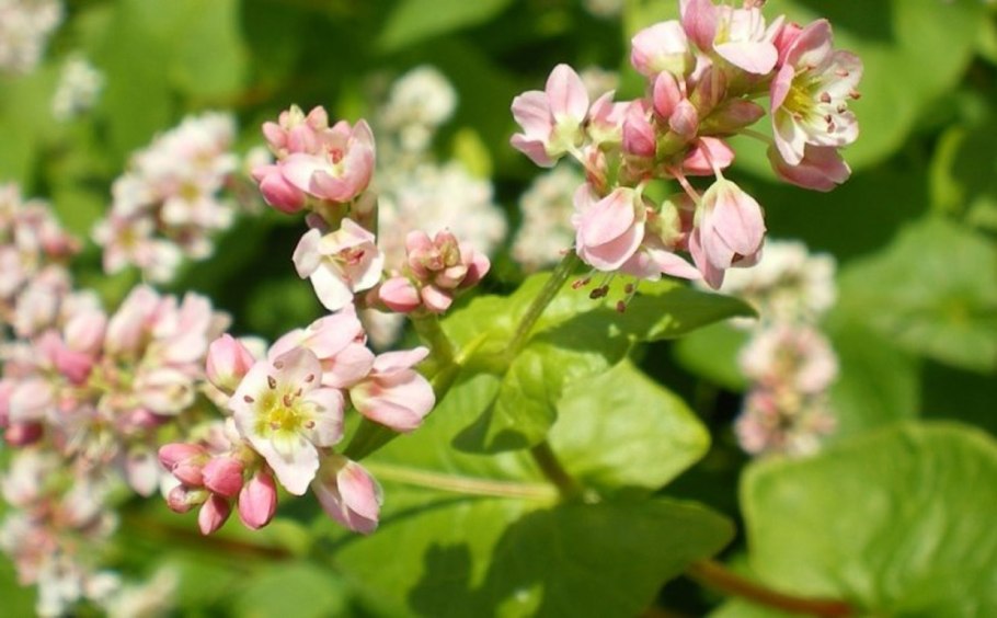 Гречиха Инзерская