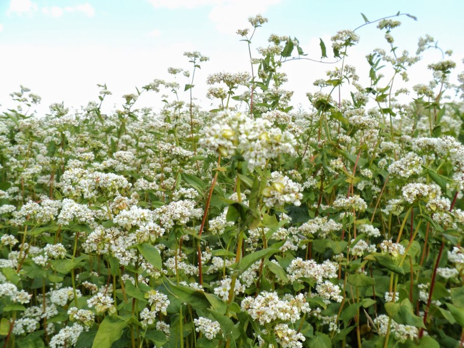 Гречиха цветет сидерат