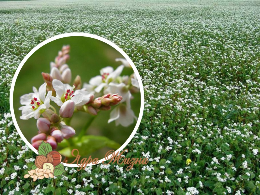 Гречиха посевная цветение