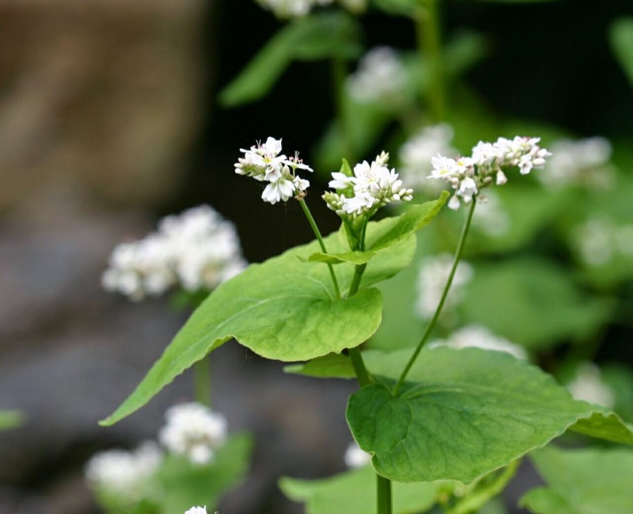 Гречиха посевная – Fagopýrum esculéntum