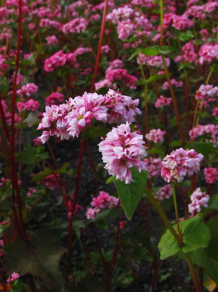 Гречиха розовая