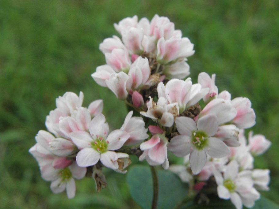 Гречиха посевная (Fagopyrum esculentum)