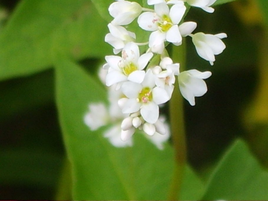 Гречиха цветы желтые