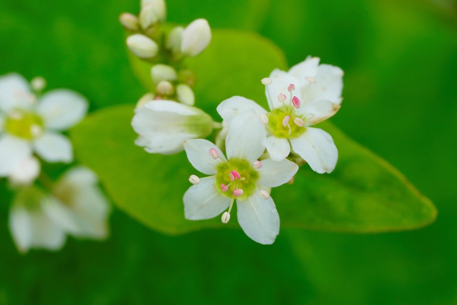 Татарская гречиха растение