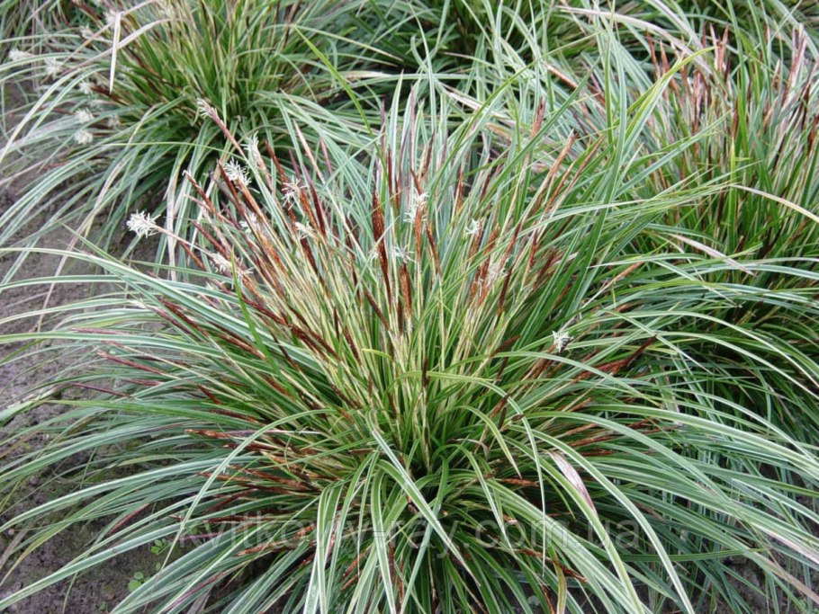 Осока Моравская Вариегата