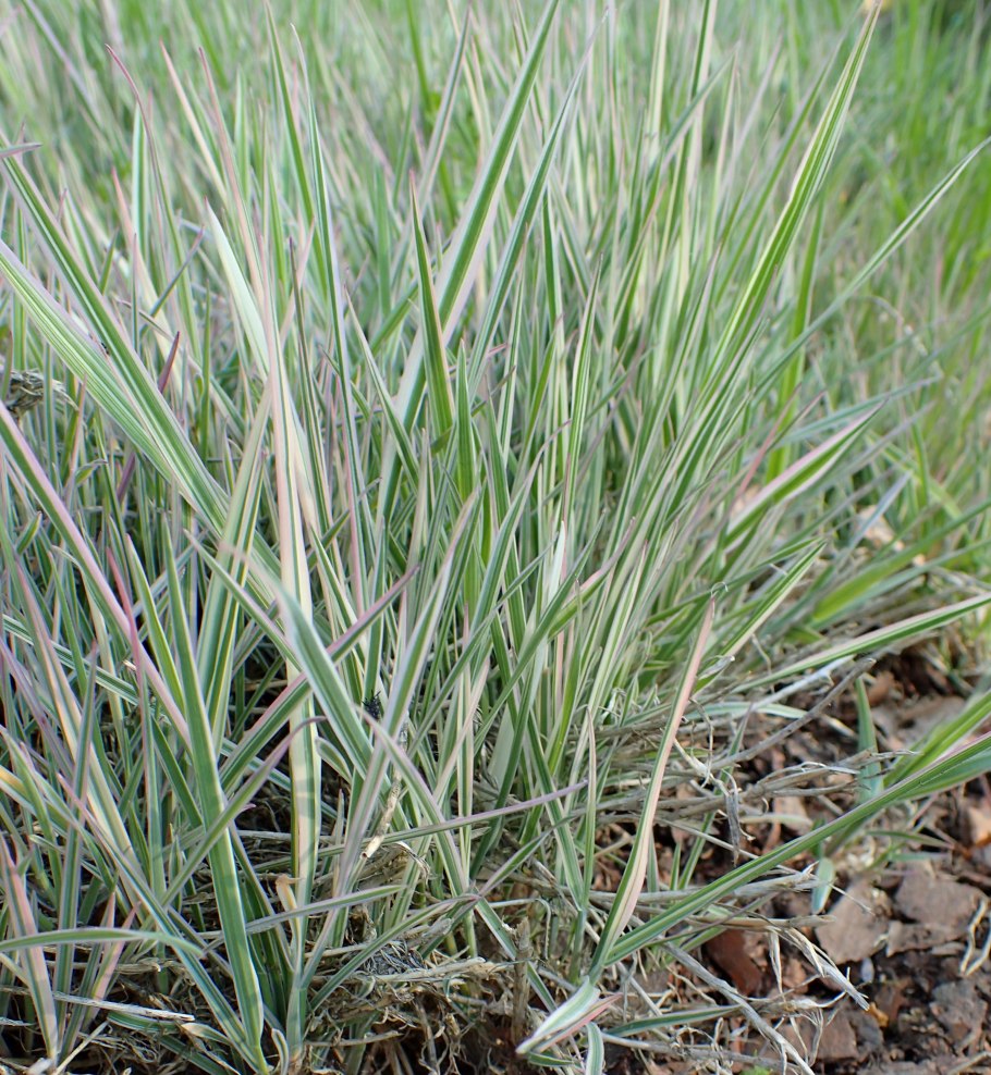 Бухарник Holcus mollis Albovariegatus