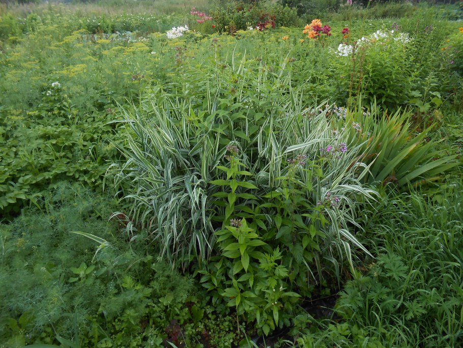 Бухарник шерстистый