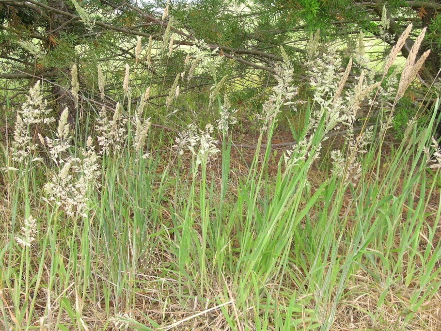 Бухарник шерстистый (Holcus lanatus l.)