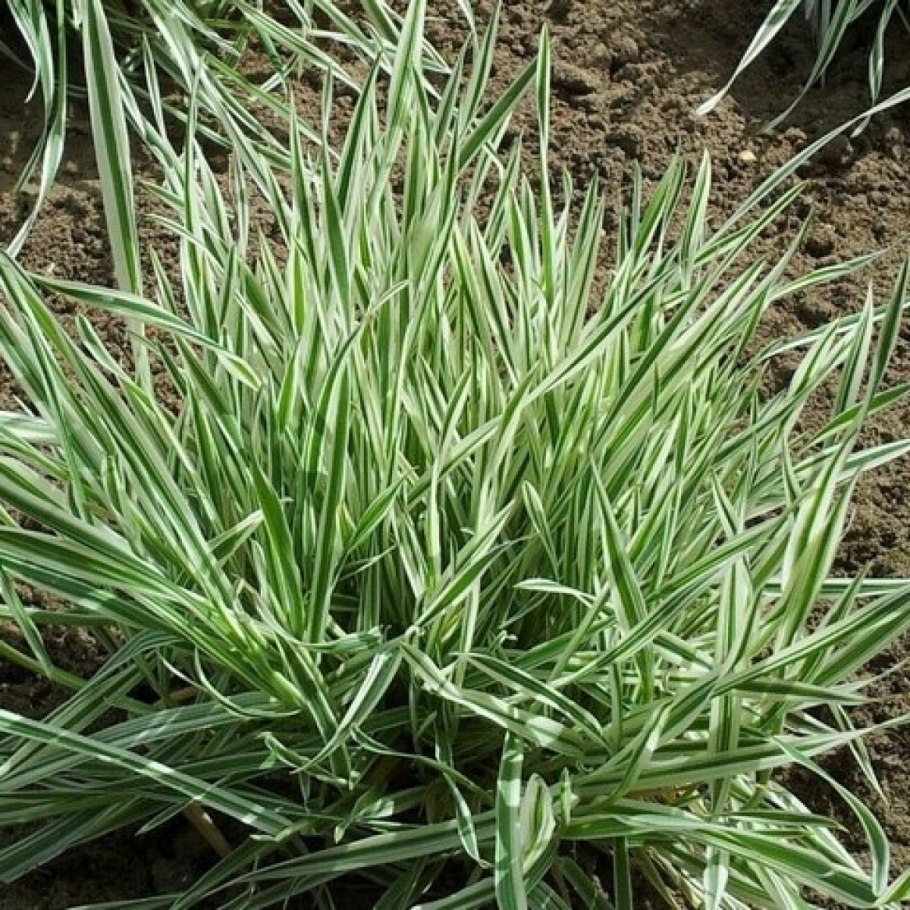 Бухарник Holcus