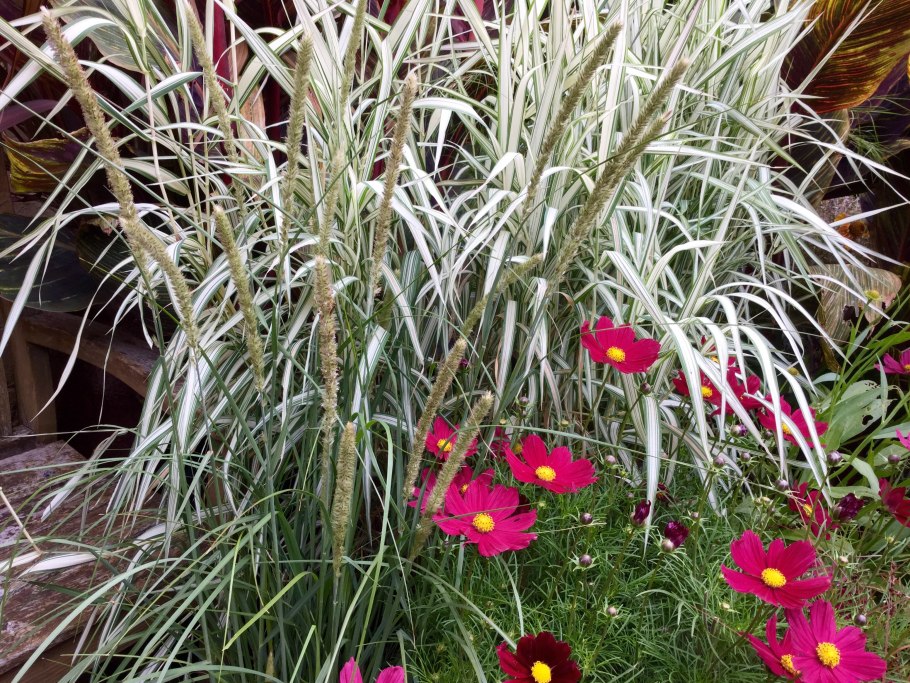 Бухарник мягкий Albovariegatus