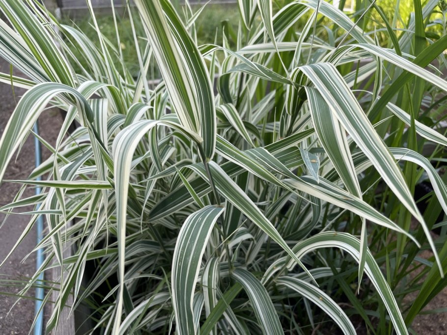 Бухарник мягкий Альбавариегатус