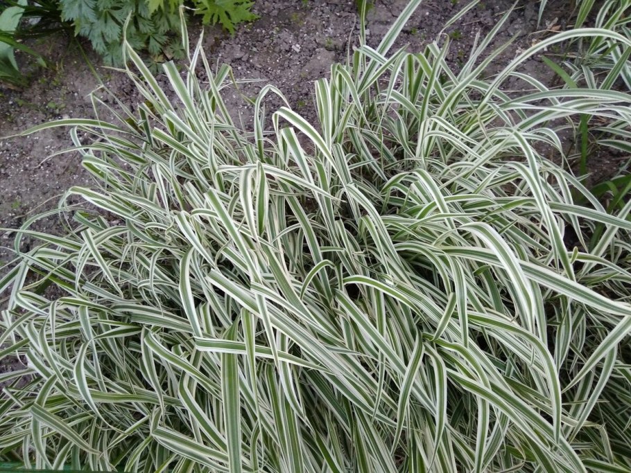 Фалярис (двукисточник тростниковый)