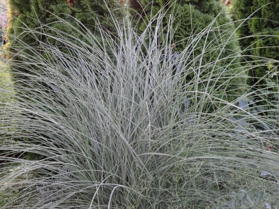 Бухарник шерстистый