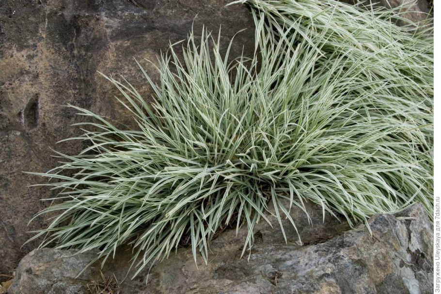 Райграс бульбоносный (Arrhenatherum bulbosum)