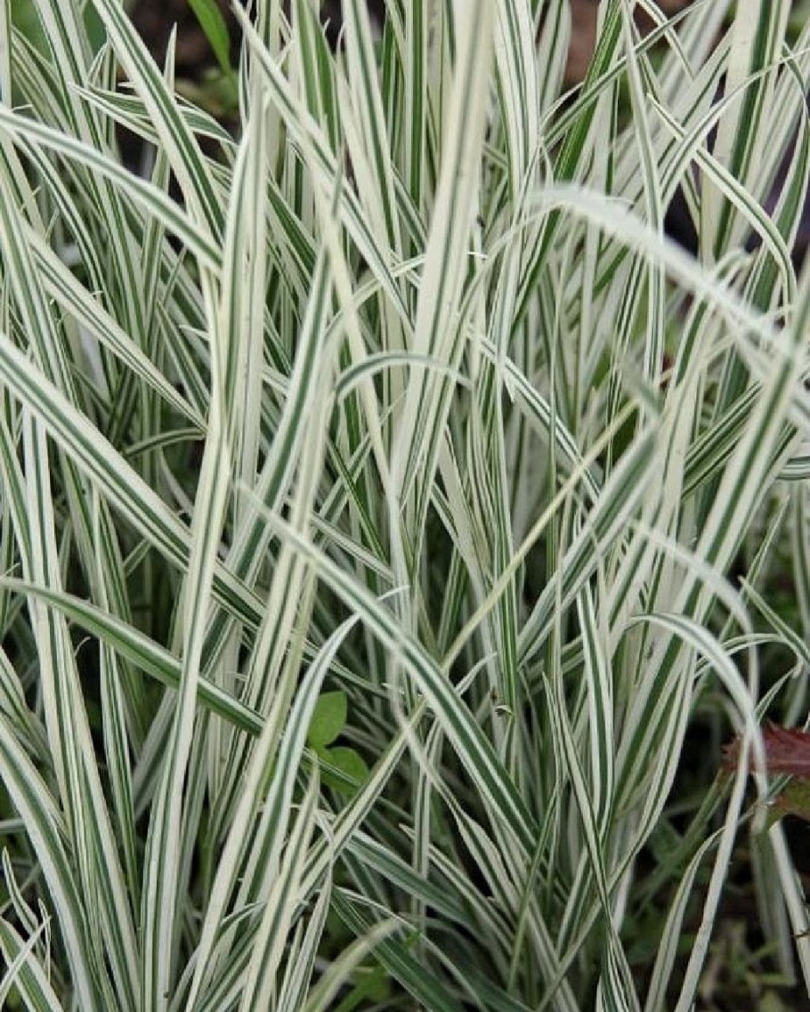 Райграс бульбоносный