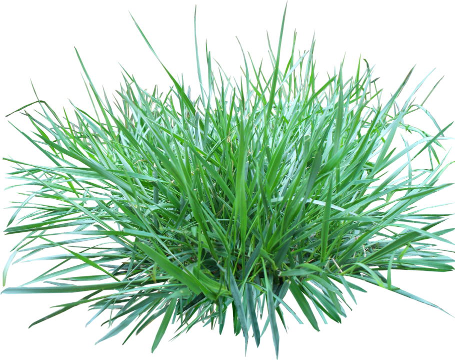 Бухарник мягкий Albovariegatus