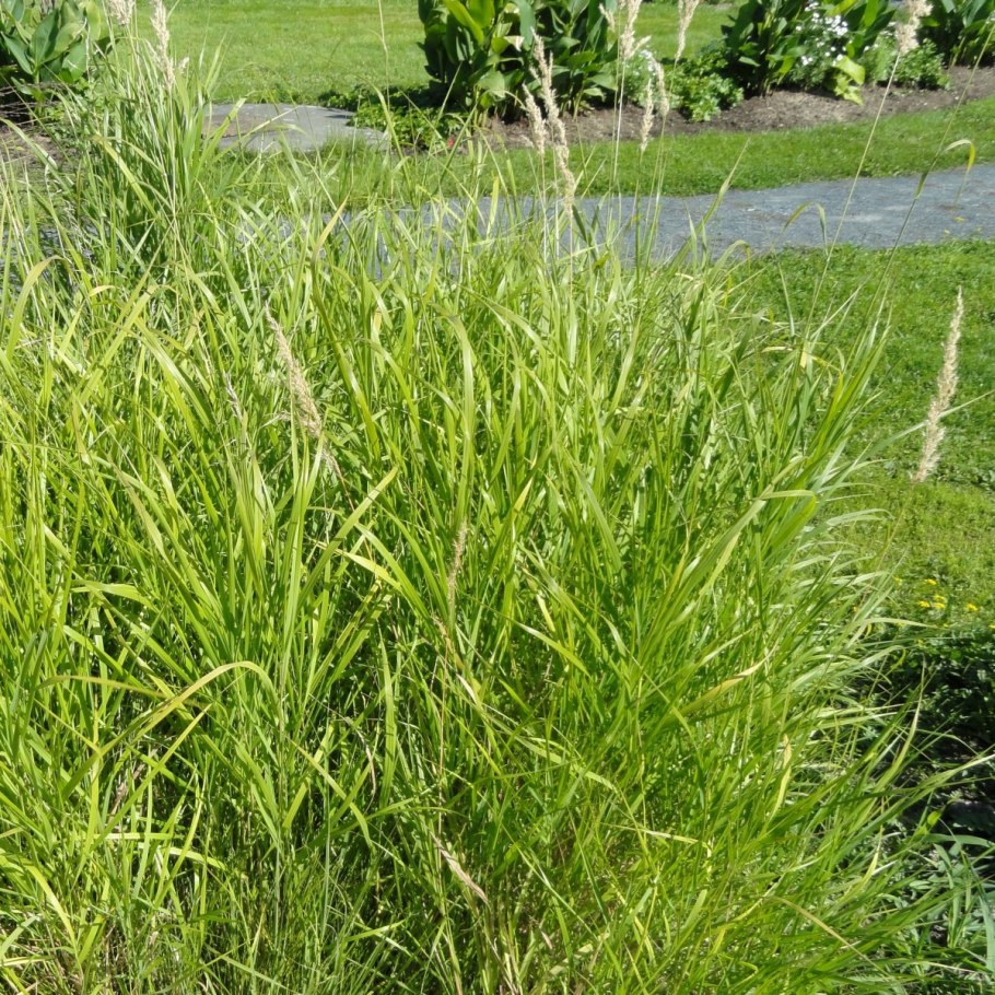 Бутелуа боковая (Bouteloua curtipendula)