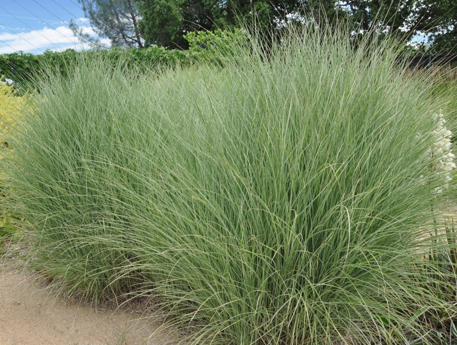 Росичка злаковые