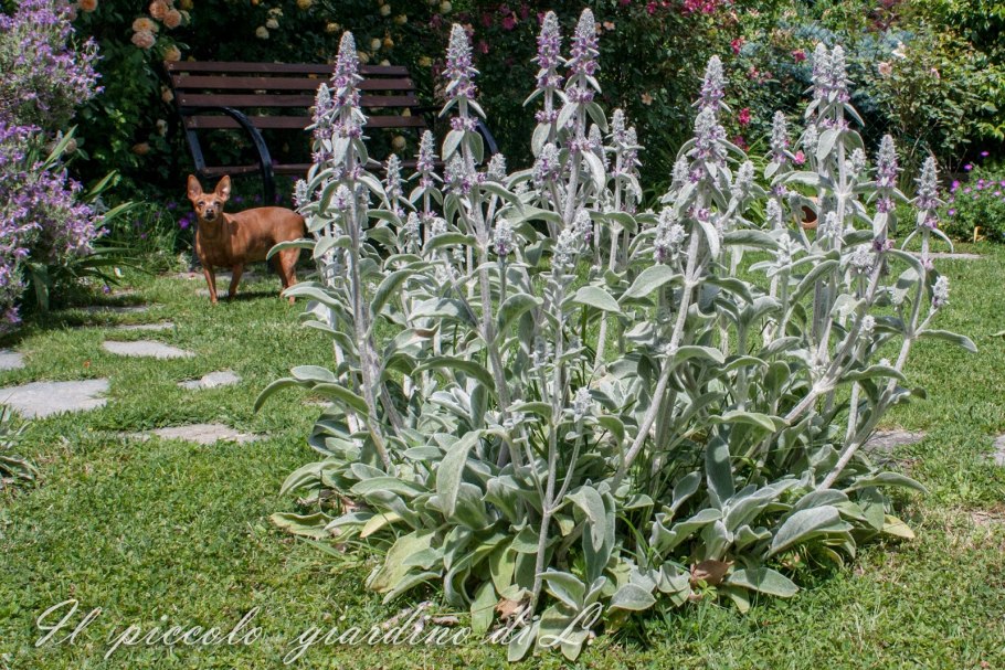 Чистец Гиссарский