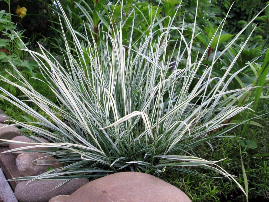 78. Канареечник «Ауреовариегата»